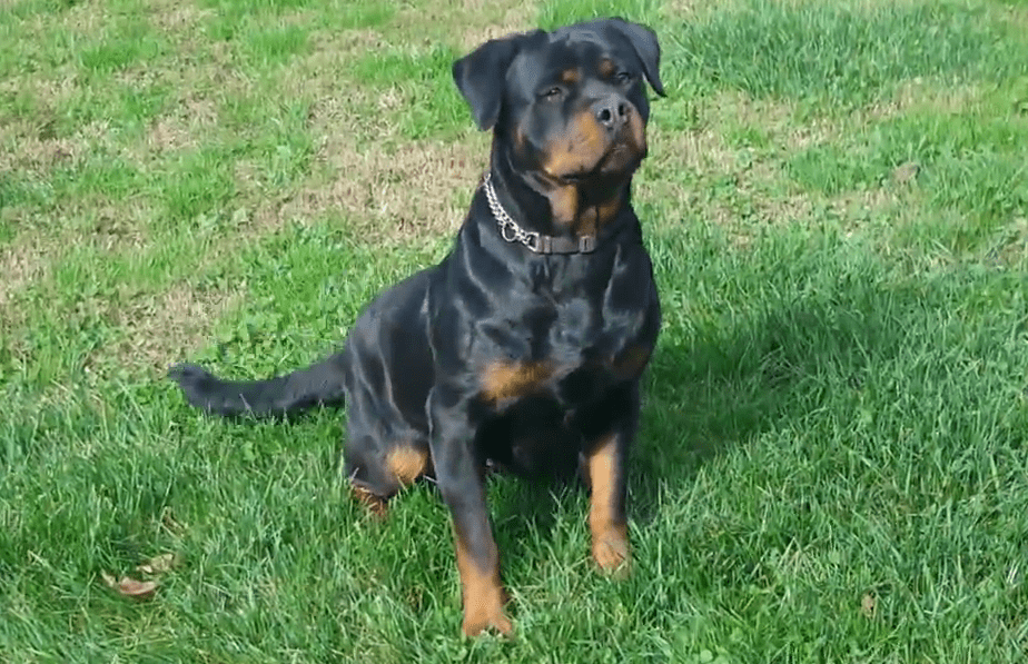 Well-Mannered Rottweiler
