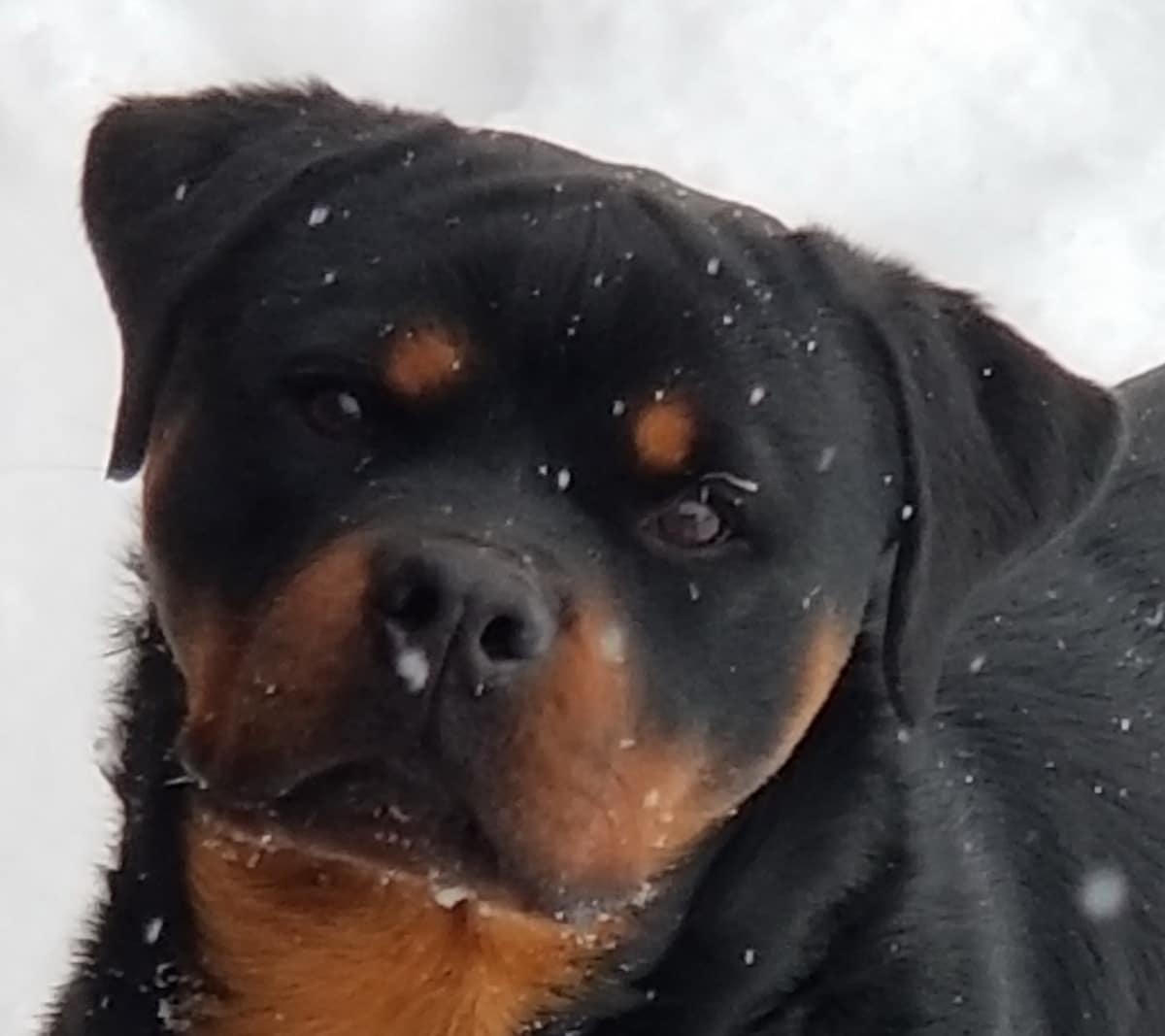 German Rottweilers vs. American Rottweiler: Is there really any difference?