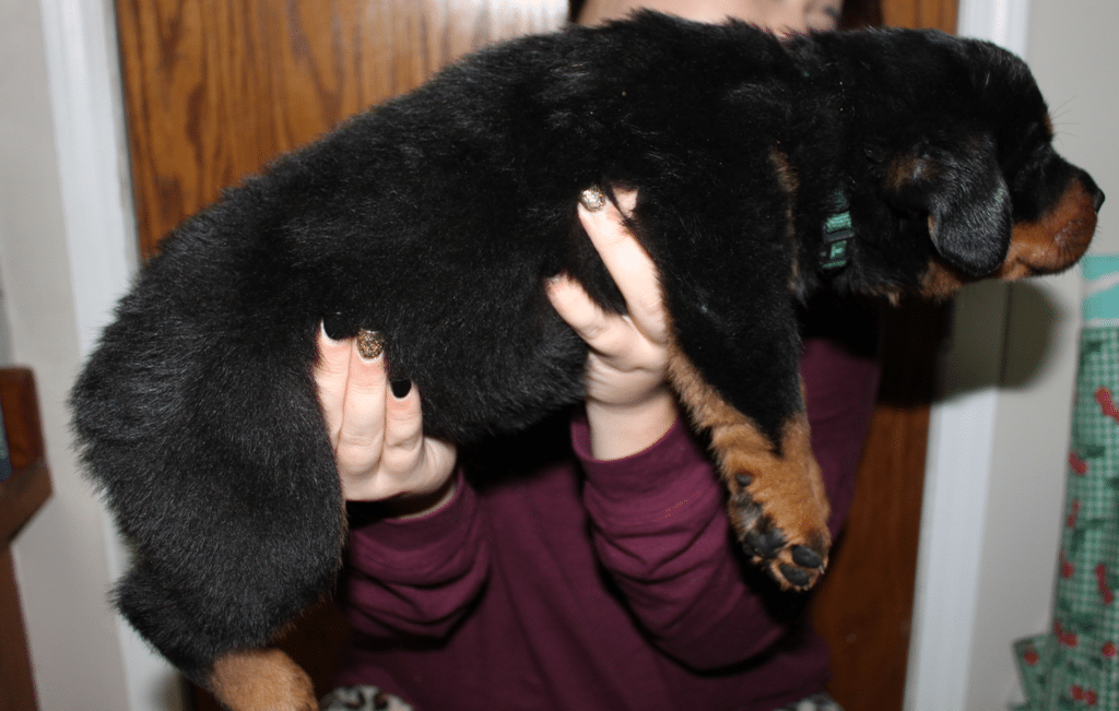 Giant Rottweiler Puppies For Sale!