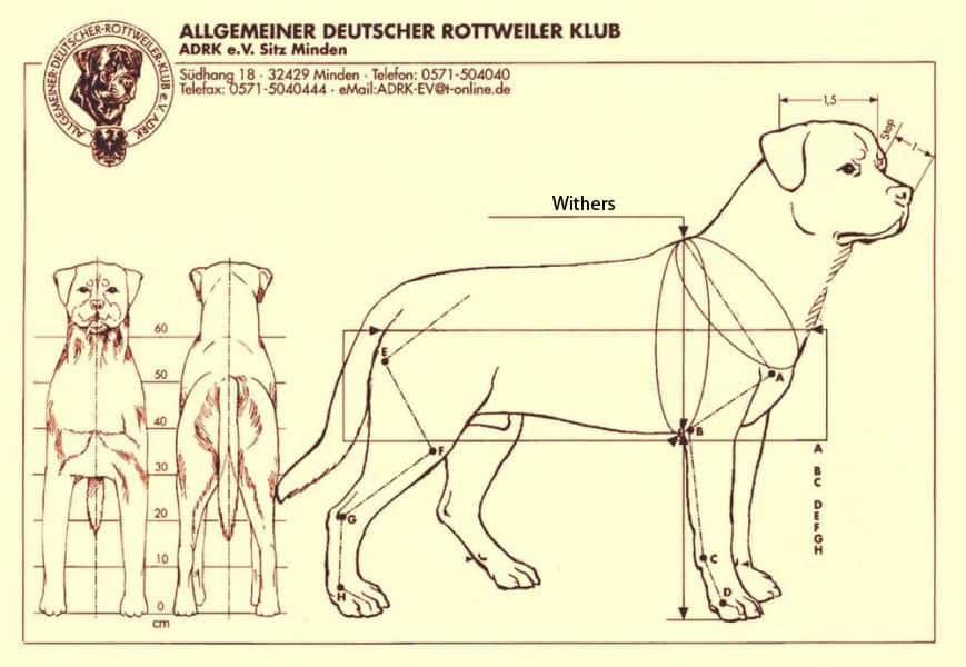 Rottweiler Breed Standards