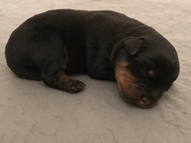 Finding a Rottweiler Puppy