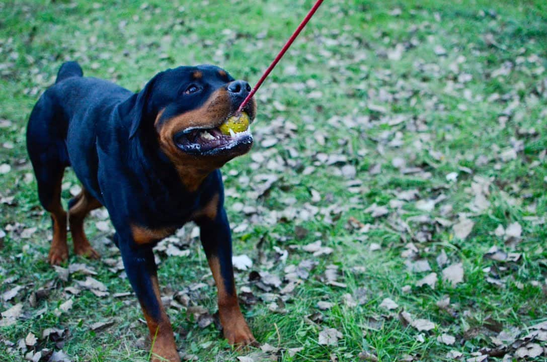 Rottweiler Behavior Explained
