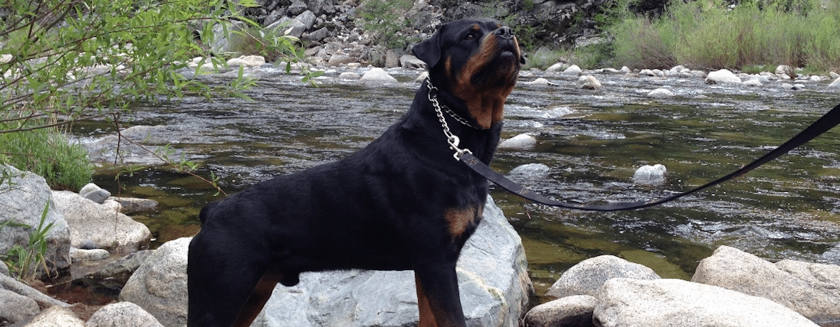 Rottweiler Grooming