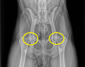 Hip Dysplasia