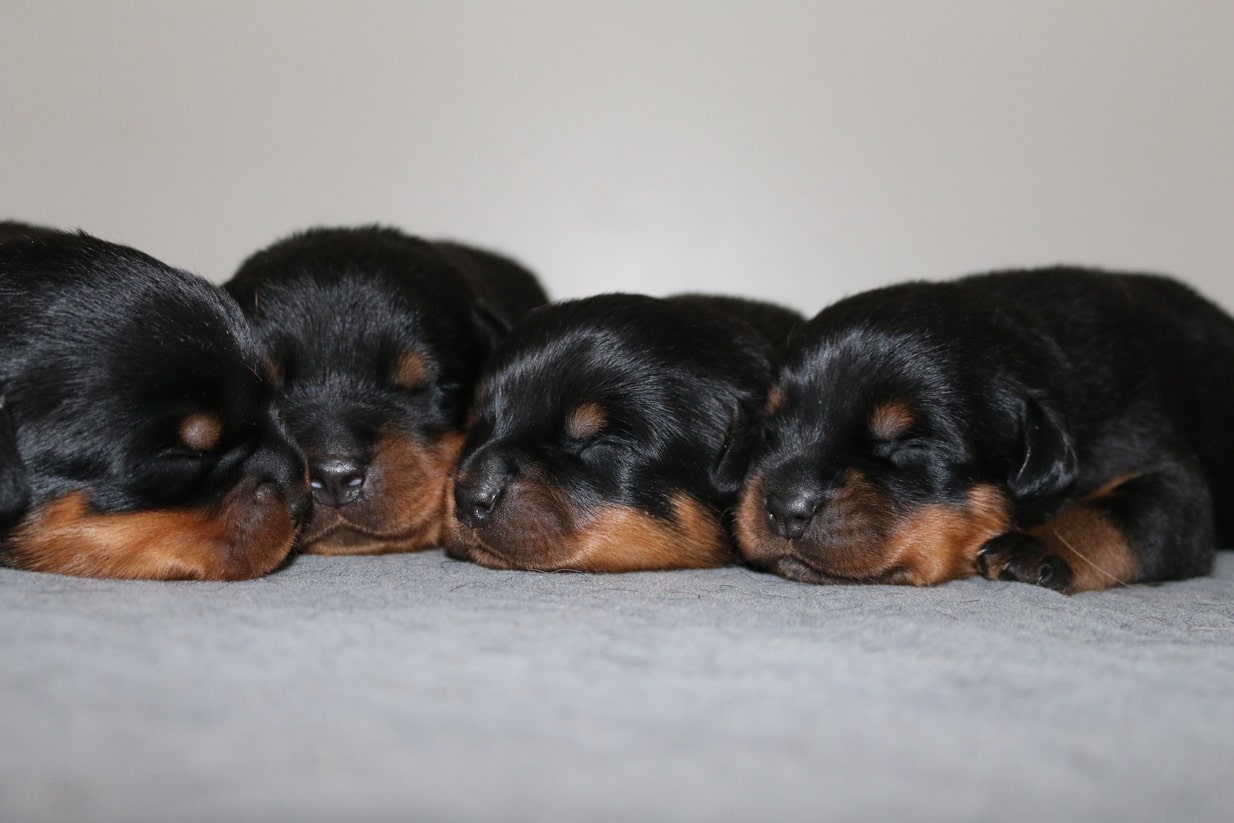 Rottweiler Puppy Biting Tips