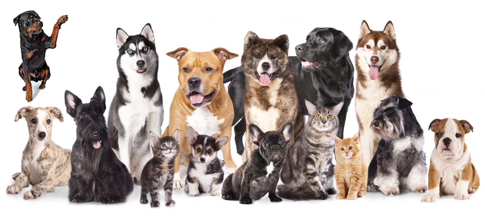 Socialize Your Rottweiler