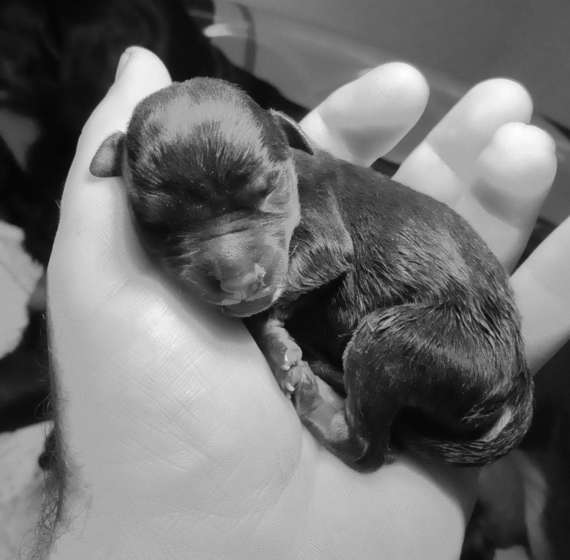 Rottweiler Runt