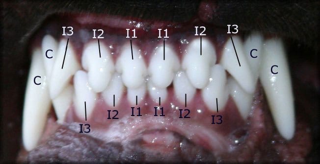 Rottweiler’s Scissor Bites