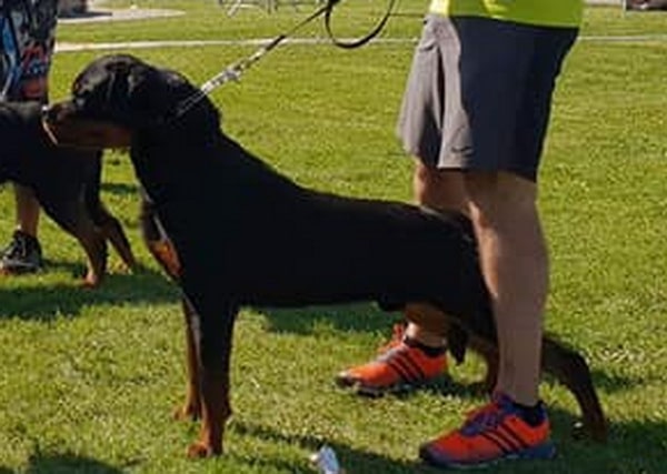 Breed Suitability Testing