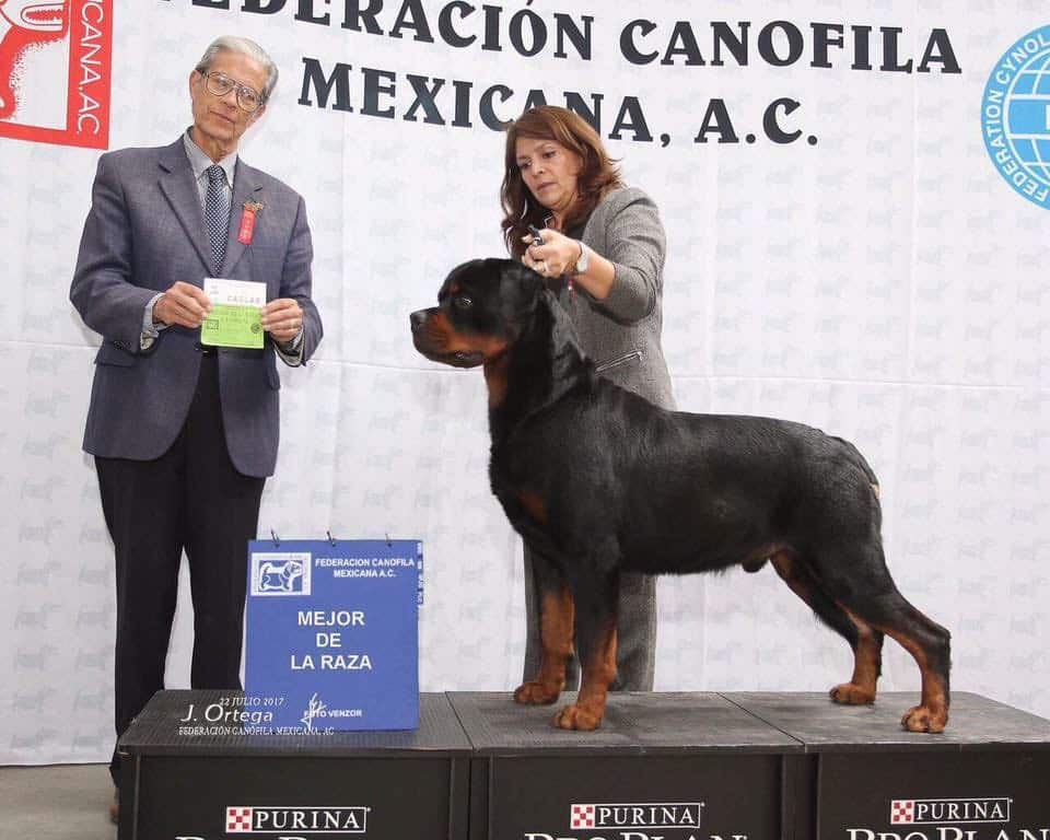 World Sieger Rottweiler Bloodlines Explained