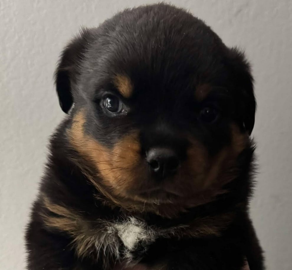 Breeding and White Markings